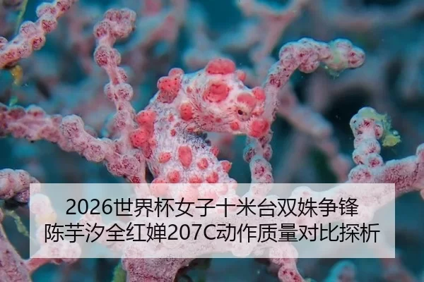 2026世界杯女子十米台双姝争锋 陈芋汐全红婵207C动作质量对比探析